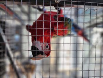Parrot in cage 