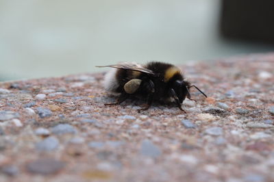 Close-up of bee on stone