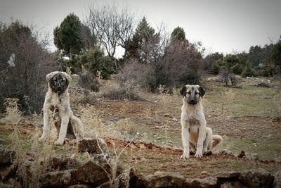 Dog on rock against trees