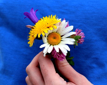 Close-up of hand holding purple flower