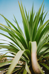 Close-up of palm tree against sky