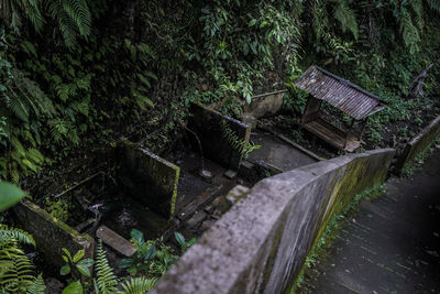 Plants growing in old abandoned building