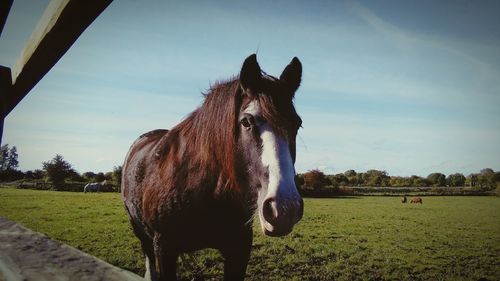 Close-up of horse standing on field