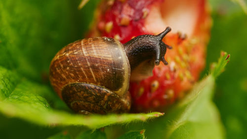 Close-up of snail on leaf