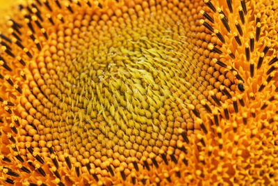 Full frame shot of yellow flowering plant