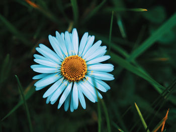 Close-up of white daisy