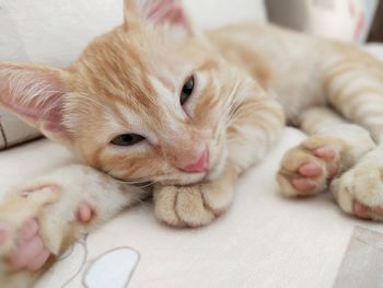 Close-up of cat resting on bed