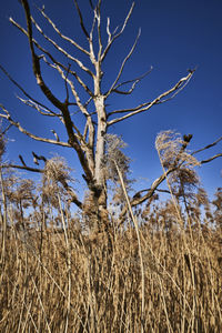 Low angle view of bare trees on field against sky