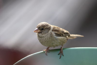 Close-up of bird perching