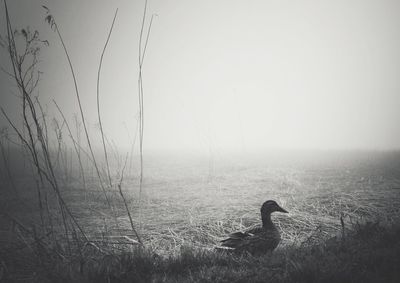 Scenic view of sea during foggy weather
