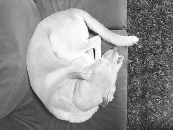 High angle view of dog sleeping on sofa