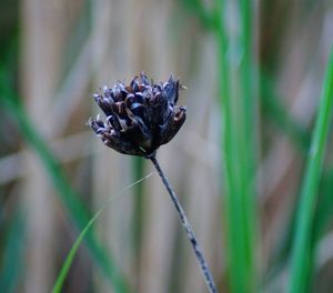 Close-up of wilted flower on field