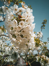 Low angle view of cherry blossoms against sky