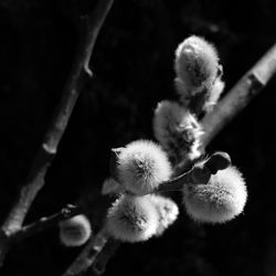 Close-up of white dandelion