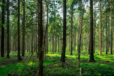 Pine trees in forest