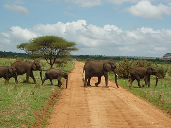 Family of elephants crossing a dirt road in a row jungle book style