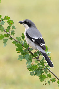 Close-up of bird perching on branch