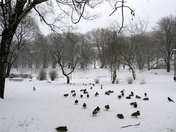 View of birds on snow covered landscape