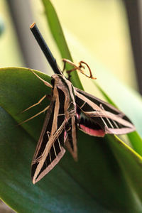 Close-up of insect on leaf