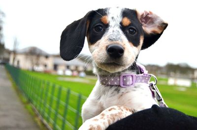 Close-up portrait of mixed-breed puppy by field against sky