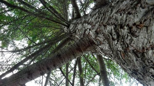 Low angle view of trees in forest