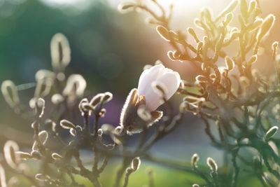 Close-up of white flowers on tree