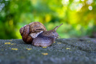 snail