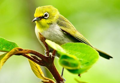 Close-up of bird perching on branch