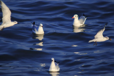 High angle view of ducks swimming in lake