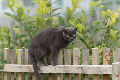 A young gray cat with yellow eyes, sits on the fence against the background of a bush in the summer.