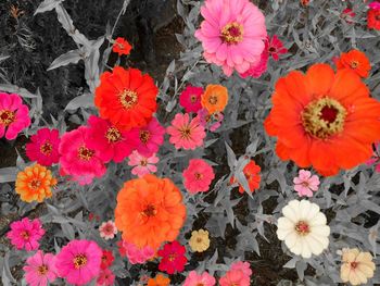 Close-up of red flower