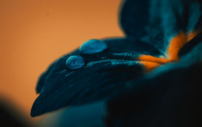 Close-up of blue flower against orange background