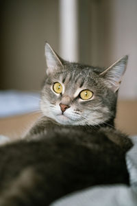 Close-up portrait of a cat
