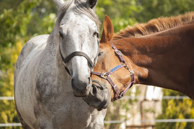 Close-up of horse in ranch