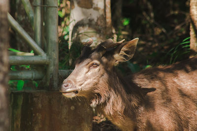 Deer looking away