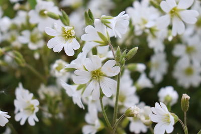 Close-up of white flowering plant