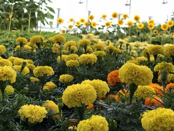 Close-up of yellow flowering plants