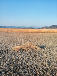 Scenic view of field against clear blue sky