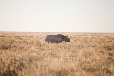 Horse in a field