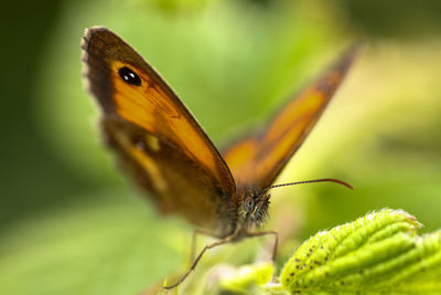 Close-up of butterfly on plant