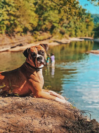 Dog standing in lake