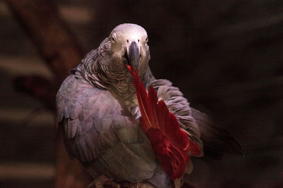 Close-up of parrot