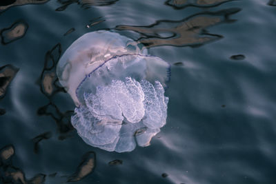 Close-up of jellyfish swimming in lake