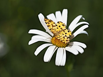 Close-up of butterfly on white flower