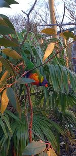 Close-up of bird perching on tree