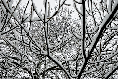 Full frame shot of bare tree in winter