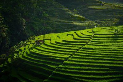 Scenic view of rice field