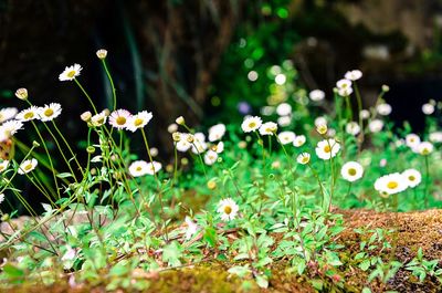 Close-up of white flowers blooming on field