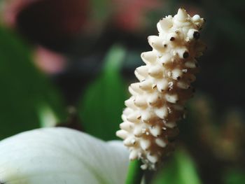 Close-up of white flowering plant