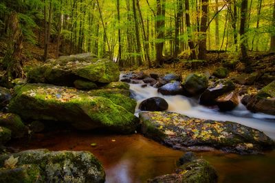 Scenic view of waterfall in forest